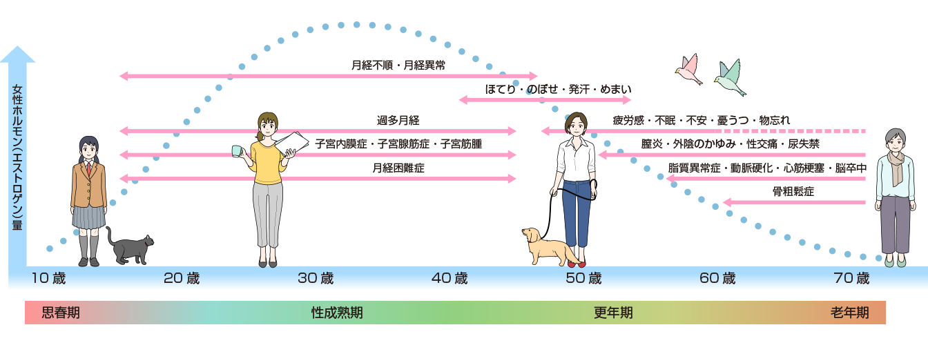 女性のからだとエストロゲンの関係