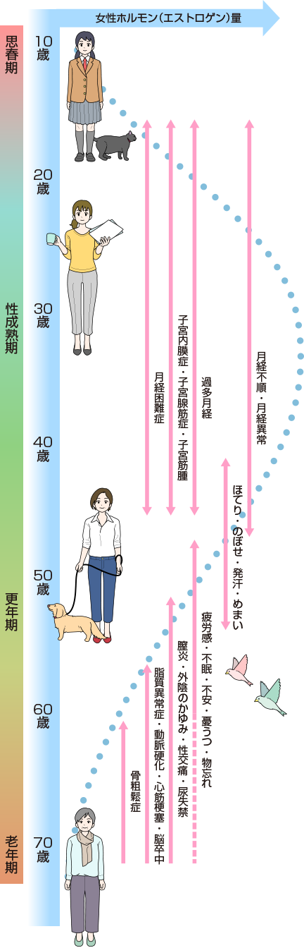 女性のからだとエストロゲンの関係