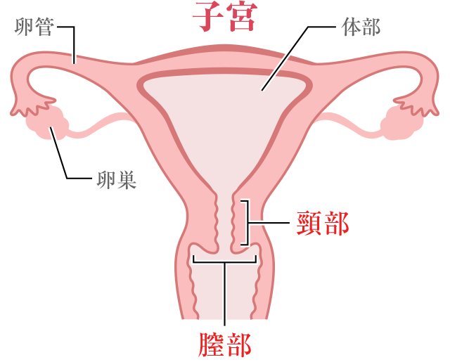 子宮の図